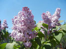 Syringa vulgaris_Lilac (2013, April 26)