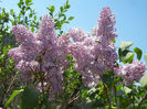 Syringa vulgaris_Lilac (2013, April 26)