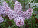 Syringa vulgaris_Lilac (2013, April 27)