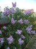 Syringa vulgaris_Lilac (2013, April 27)