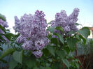Syringa vulgaris_Lilac (2013, April 27)