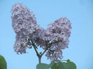 Syringa vulgaris_Lilac (2013, April 27)