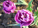 DSCN4253