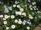 Bellis & Myosotis (2013, April 26)