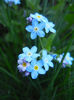 Myosotis alpestris (2013, April 25)