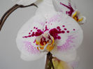 DSCN4236
