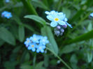 Myosotis alpestris (2013, April 25)
