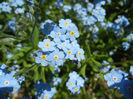 Myosotis alpestris (2013, April 26)