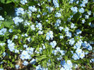 Myosotis alpestris (2013, April 26)