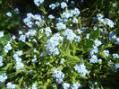 Myosotis alpestris (2013, April 26)
