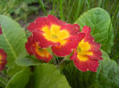 Primula polyanthus Red (2013, April 25)