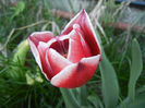 Tulipa Leen van der Mark (2013, April 27)