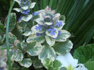 DSCF0411