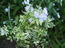 DSCF0430