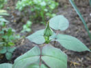 DSCF0436