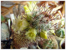 Mammillaria microhelia4