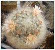 Mammillaria bocasana1