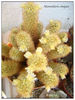 Mammillaria elongata1