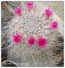 Mammillaria hahniana1