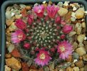 Mammillaria bocasana v. roseiflora