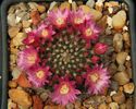 Mammillaria bocasana v. roseiflora