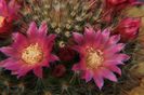 Mammillaria bocasana v. roseiflora