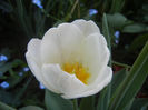 Tulipa Antarctica (2013, April 27)