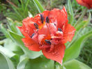 Tulipa Maroon (2013, April 27)