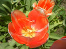 Tulipa Menton (2013, April 27)