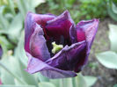 Tulipa Negrita (2013, April 27)
