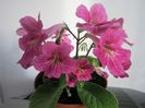 Streptocarpus