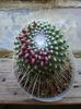 mammilaria spinosisima