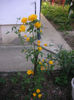 SANY0114