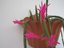 Aporocactus flageliformis