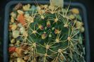 Gymnocalycium neuhuberi