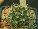 Gymnocalycium neuhuberi