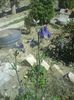 caldaruse  mov