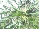 DSC03519