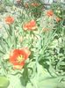 DSC03517