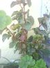 DSC03520