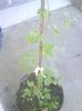 clematita  mov