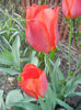 Tulipa Orange Bouquet (2013, April 27)
