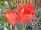Tulipa Orange Bouquet (2013, April 27)