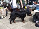 Gordon setter