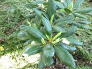 rhododendron rosu