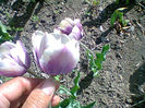 Fotogr.1045