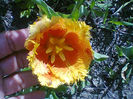 Fotogr.1050
