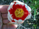 Fotogr.1053