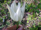 Fotogr.1056