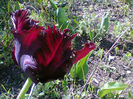 Fotogr.1057